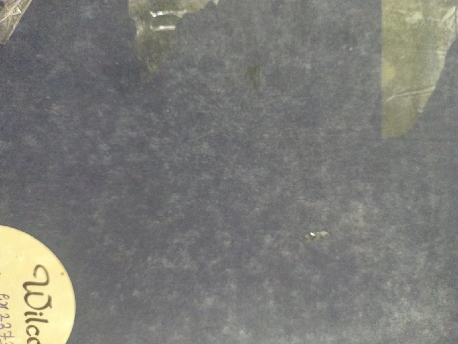 Cover of WILCO