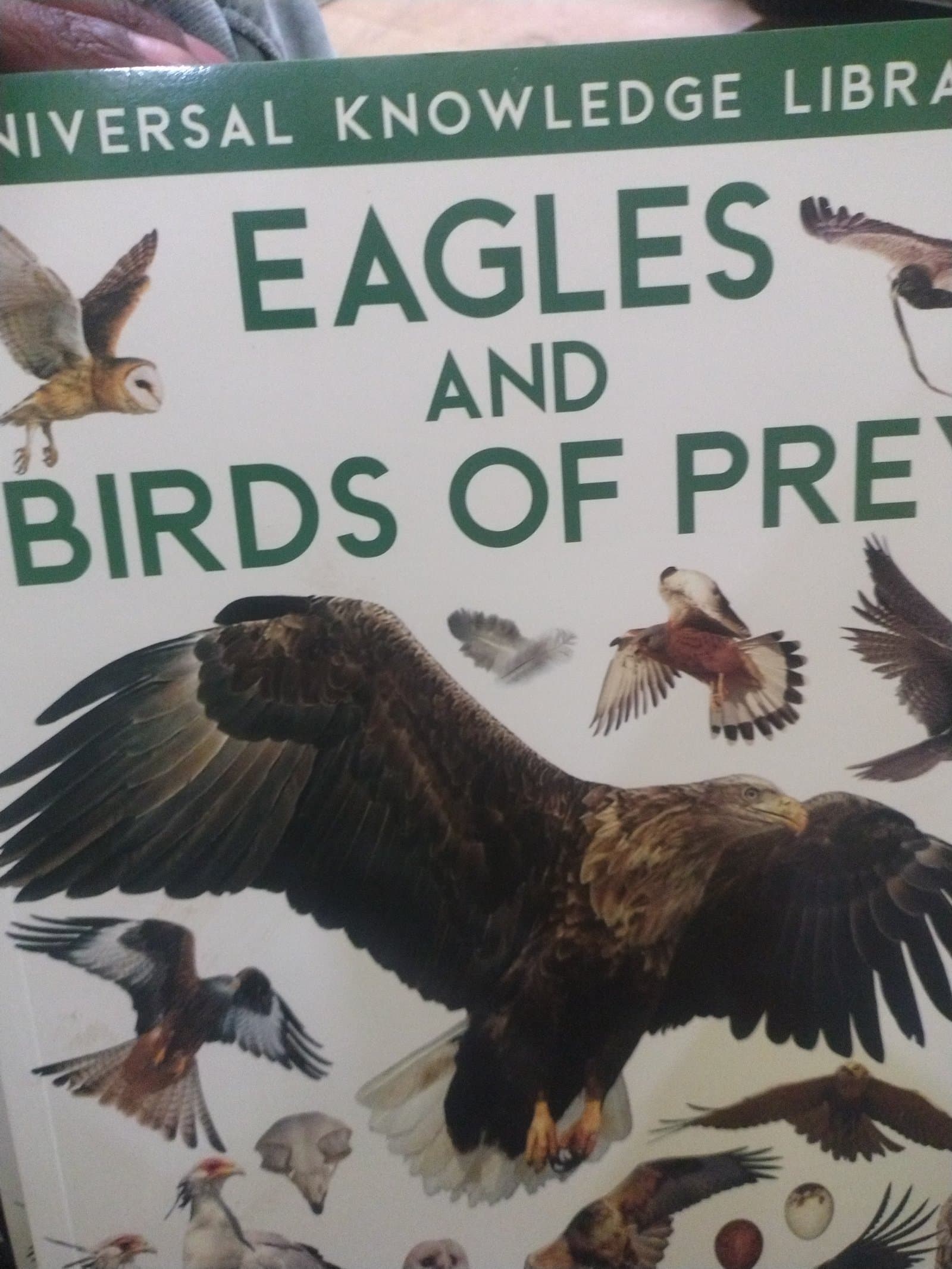 Cover of EAGLES AND BIRDS OF PREY