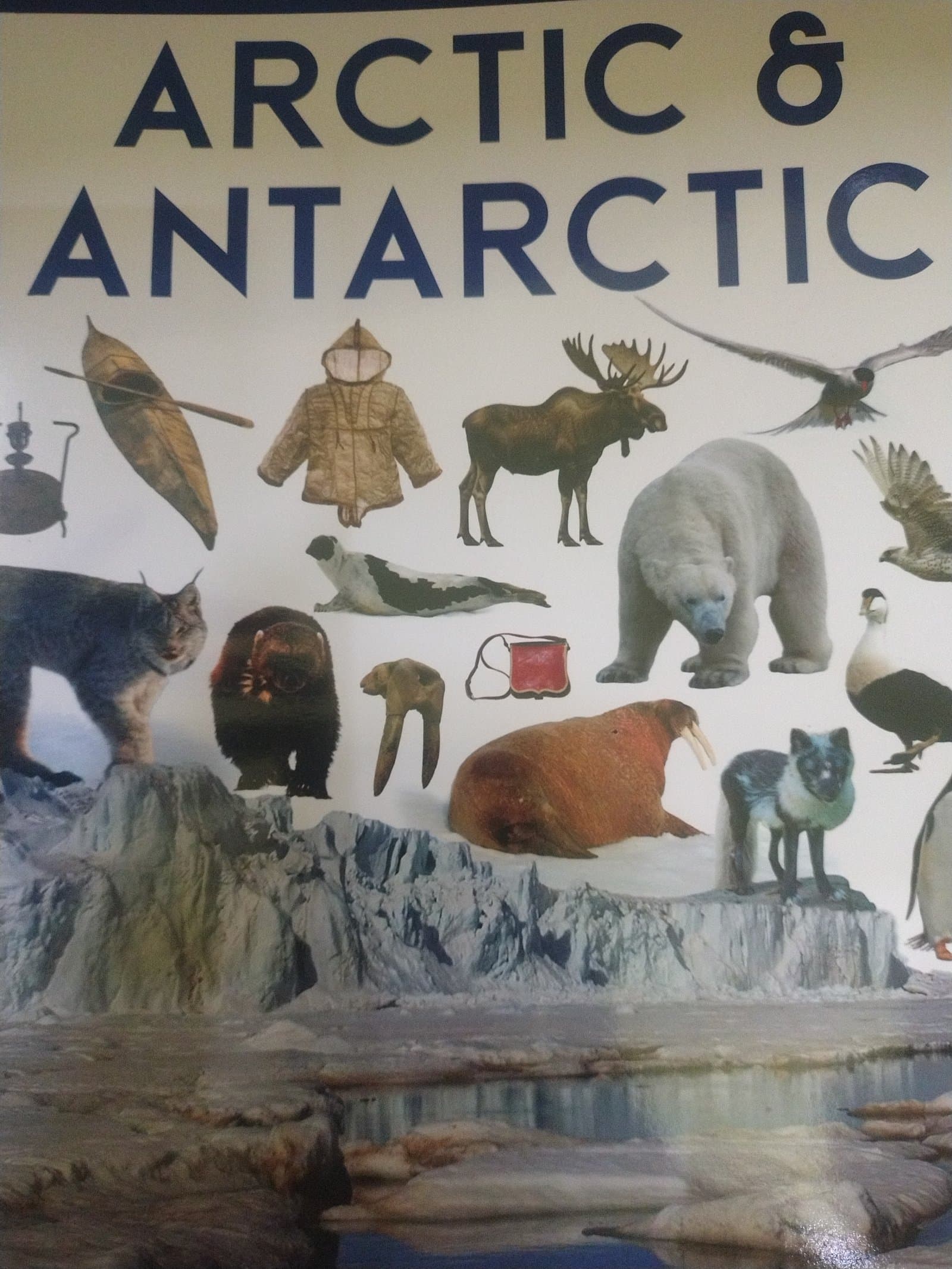 Cover of ARCTIC 🐻❄️🥶 & ANTARCTIC