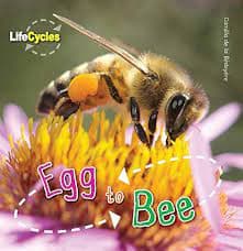 Cover of Egg to Bee